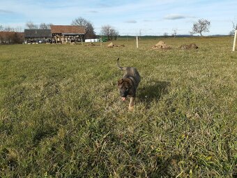 štěně - fenka - 6