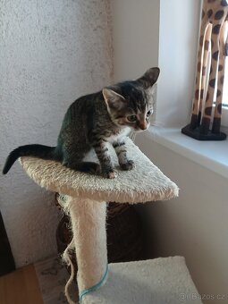 Darujeme koťátka - 6