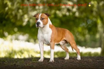 Psík Atrey 🐶 Americký Stafordšírsky teriér s PP 🐾 🩵 - 6