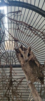 Výreček indický a jihoamerický - 6