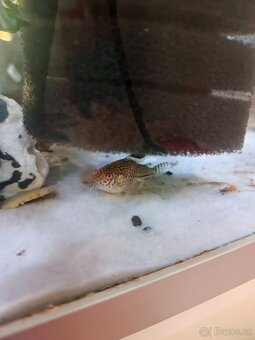 Pancerníčky a krunýřovce - 6