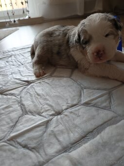 Border Kolie bez PP - 6