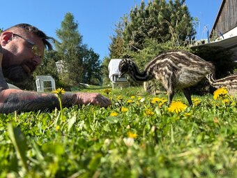 Emu hnědy - 6