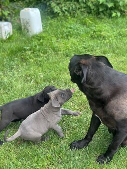 Cane corso bez pp - 6