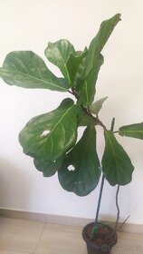 Filodendron - monstera. Pokojová květina. - 6