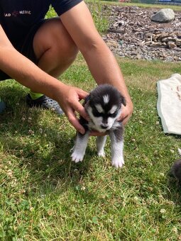 Sibiřský husky štěně - 6