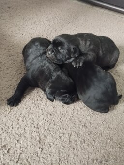 Cane Corso - 6