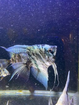 Skalára amazonská - 6