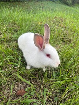 Zakrslý králík - 6