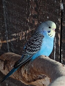 Prodám andulky z venkovní voliery - 6