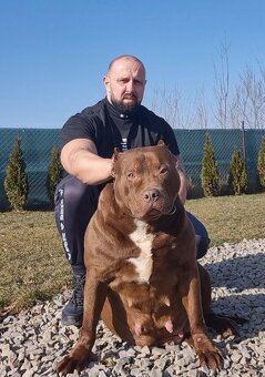 American bully xl - 6