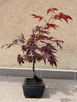 Bonsai, Bonsaj, japonský javor, skalky - 6