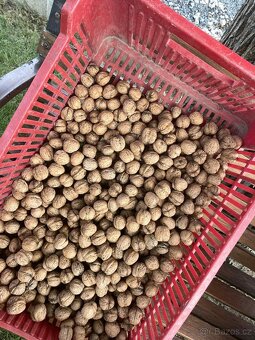 Neloupané letošní vlašské ořechy - 6