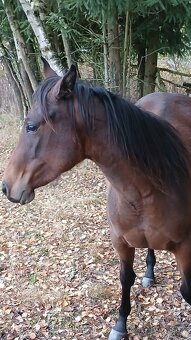 Prodám,nabízím QH kobylku s P P - 6