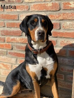 Velký Švýcarský salašnický pes - štěně pejsek - 6
