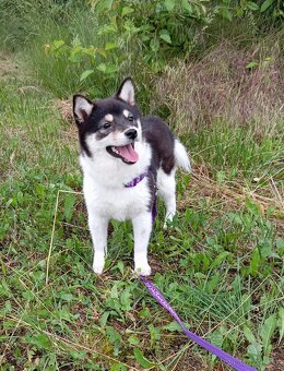 Shiba inu, štěňátko, fenečka. - 6