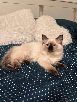 PRODEJ KOT’AT RAGDOLL 🎄💫 - 6