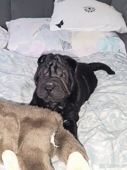 Šarpej 3 měsíce. - 6