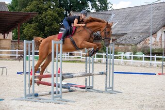 PRODÁME VÍCE MLADÝCH KONÍ - 6