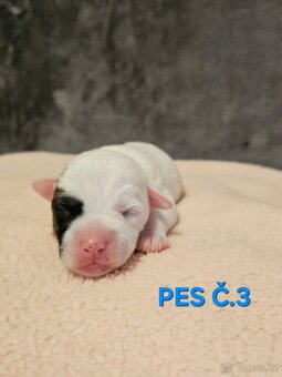 JACK RUSSELL - K REZERVACI - 6