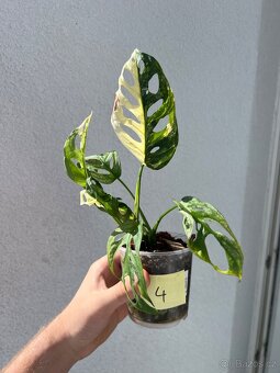 Monstera Adansonii Albo/Variegata a Mint - 6