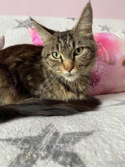 Mainská mývalí - 6