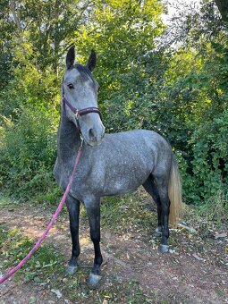 Rodinna / detska klisna - 6