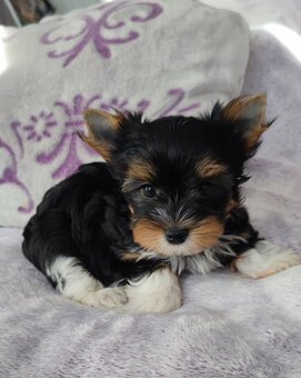 Biewer jork(Yorkshire)terier- kluk s pp - 6