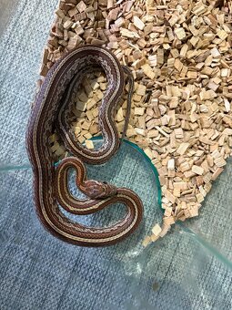 🐍 HAD - užovka - samec - 6