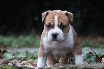 Americký stafordšírský teriér s PP fenka 1 - 6