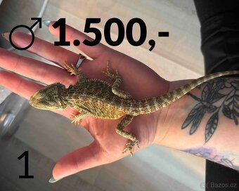 Agama vousatá  - mláďata, vlastní chov - 6