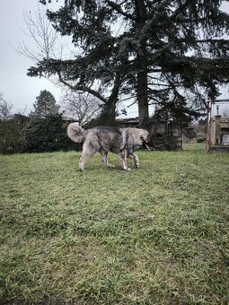 Kavkazský pastevecký pes - 6