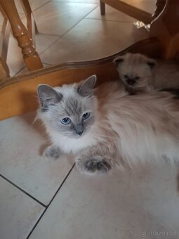 Ragdoll koťátka bez PP - 6