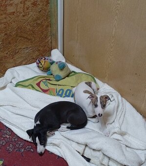 Whippet-Vipet - 6
