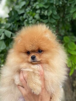 POMERANIAN S PP FCI - z Malebného povltaví - 6