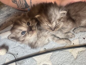 Kocourek - kříženec Ragdoll a Evropské kočky - 6