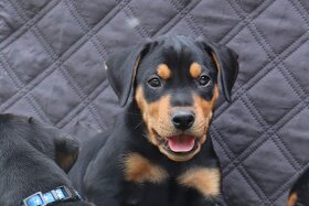 Německý pinč - krytí - 6