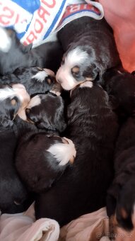 Šťěňata Bernský salašnický pes bez Pp - 6