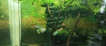 Platy,paví očka samce a skarály - 6