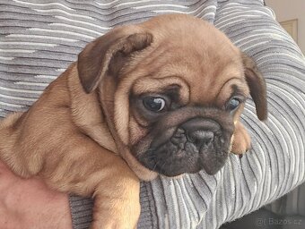 Francouzský buldoček - 6