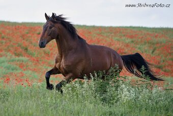 Valach P.R.E – prodej - 6