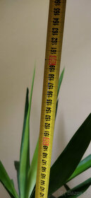 3x yucca 140-190 cm v plastovém květináči i jednotlivě - 6