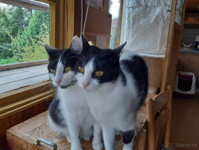 Dvě kočičky- ROZÁRKA a MACINKA  hledají společný domov - 6
