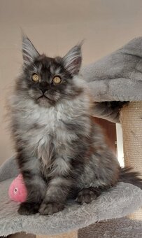 MAINE COON - Mainská mývalia s PP - 6