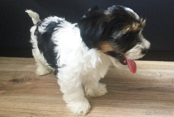 Shanim Jorkšírský teriér, Biewer terrier kluk s i bez PP - 6