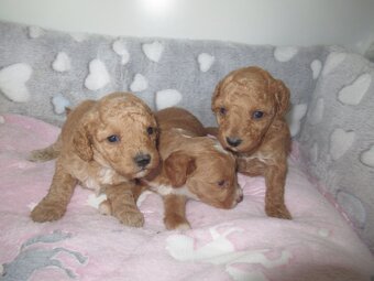 Maltipoo štěňátka - 6