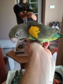 Papoušek žlutotemenný a senegalský - 6