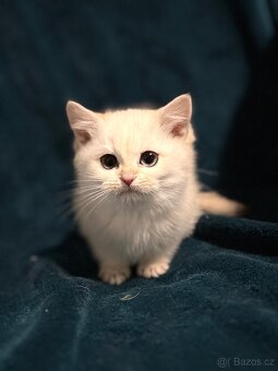 Britské kotě bílá činčila - 6