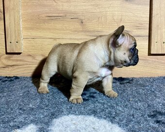 TOP francouzský buldoček s PP FCI - 6