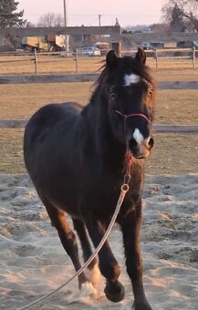 Welsh pony D valach 3roky - 6